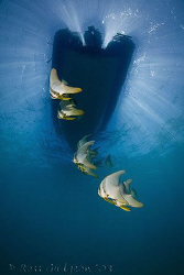 Batfish under out boat.  Ningaloo Reef, Western Australia... by Ross Gudgeon 